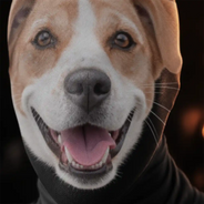 Custom Photo, Cut-Face Photo, Dog Lovers, Halloween, Humorous, Pet Lovers, Top Market - Halloween Funny Gift For Dog Cat Lovers - Personalized Custom Photo Balaclava Mask